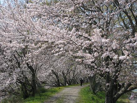都田川堤です。桜の花が見ごろです。