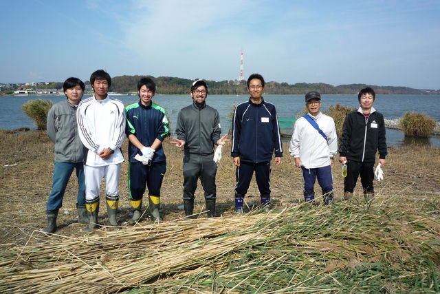 佐鳴湖水質浄化の一環でヨシ刈りに参加しました