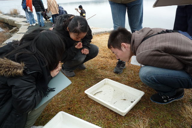 佐鳴湖で獲れた魚に興味津々