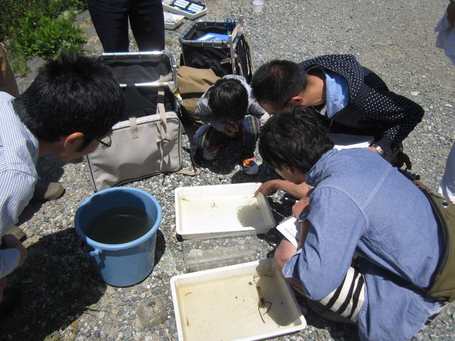 手長えびやモクズガニを観察