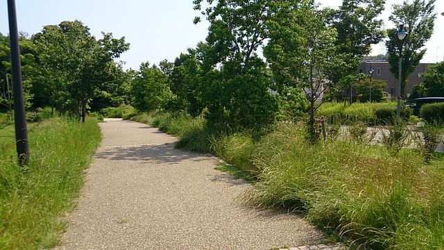 歩道に草が侵入してきています