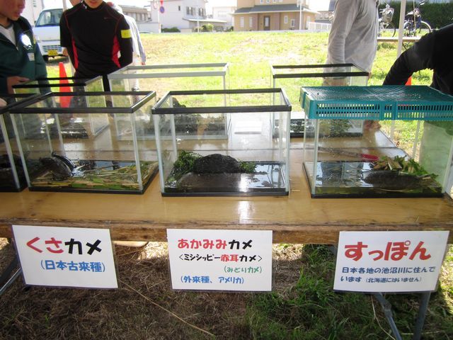 佐鳴湖に住む生物たちの紹介