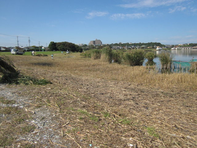 湖岸がスッキリしました