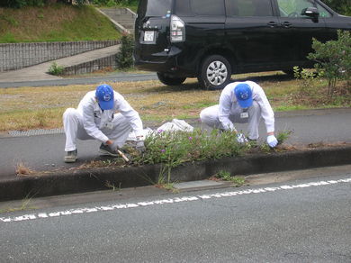 歩道の雑草、なかなか手強いです