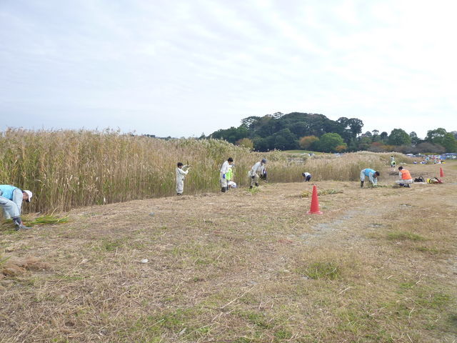 佐鳴湖のヨシ刈りに参加しました