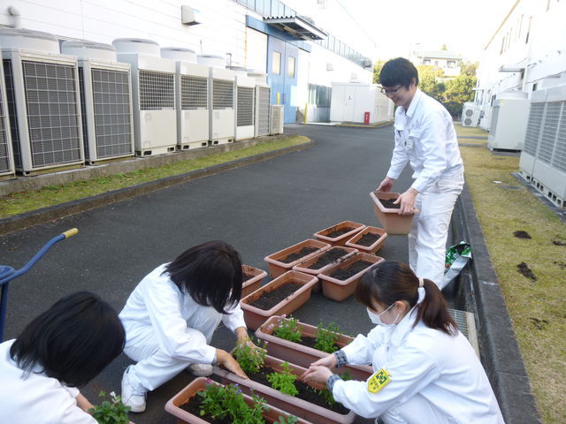 パンジーの植栽（本社）