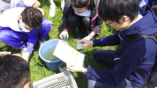 ろ紙でクロロフィルの簡易確認