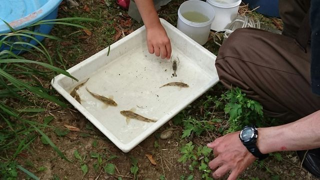 春よりも大きくなった生物たち