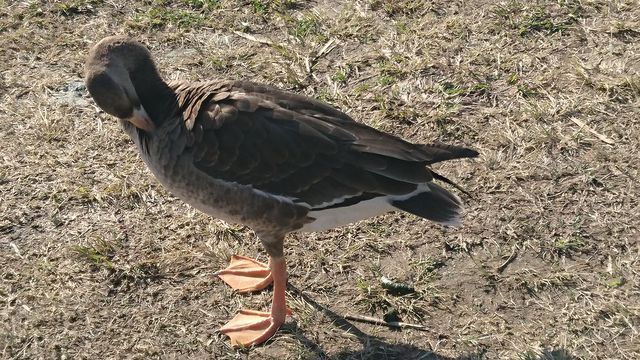 調査中湖岸で出会いました♪