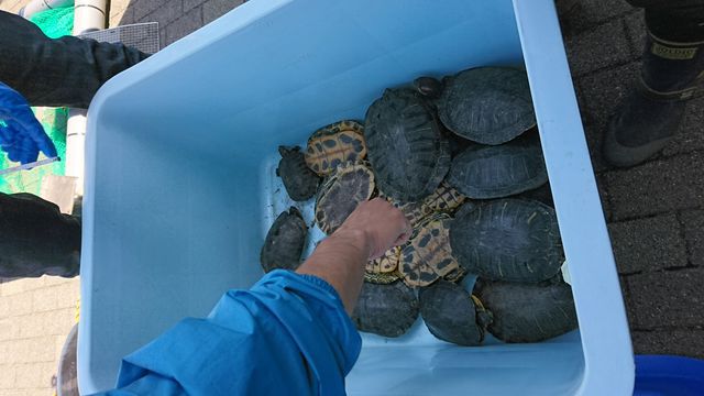 駆除対象となっているミシシッピアカミミガメ