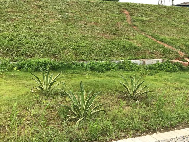 ゴミ一つない公園に大変身。