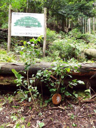 数年前に植樹した苗木が育っています